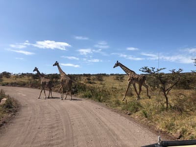 Three giraffes are walking along a dirt road in the Malanja Depression in Tanzania. They are all walking in the same direction. The giraffe on the left is smaller than the other two. The giraffe on the right is the largest.  The giraffes are walking on a dirt road, surrounded by grass and trees. The sky is blue with white clouds. The coordinates of the location are latitude: -3.142, longitude: 35.44.