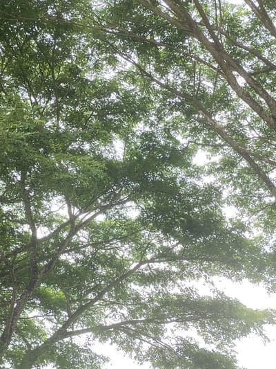 The image is an upward-looking shot of dense tree canopy and branches, silhouetted against a bright, overcast sky. The leaves are a vibrant green, obscuring most of the sky and creating a dappled light effect. The branches are numerous and interwoven, appearing to be from mature trees. The texture of the bark is visible on some of the larger branches, showing a rough, grayish-brown surface with some lighter patches. There are no visible people, animals, or man-made structures. The scene is entirely natural, focused on the overhead foliage. The location is specified as Mee, Indonesia, implying an outdoor environment within that region.