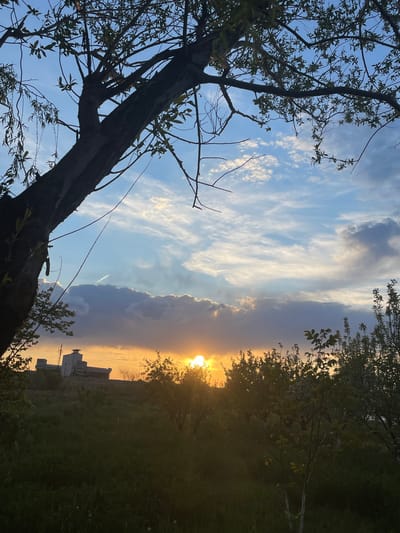 The image depicts a landscape with trees, grass, clouds, and a building. The sun is setting or rising, creating a bright glow. A tree is prominently positioned in the left foreground, with branches extending across the sky. On the right side, there are more trees and tall grass. In the distance, a building stands out against the horizon. The sky is filled with various cloud formations, with a mix of blue and golden colors due to the sunlight. There are white clouds.
The location might be Apaga, Armenia, based on the prompt. This is inferred from the prompt, as no identifying elements are present in the image itself.