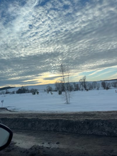 The image depicts a winter landscape in Kozlovka, Russia, under an overcast sky with a mix of altocumulus and stratocumulus clouds displaying a ripple pattern. The horizon on the right shows a strip of clear blue sky with warm yellow and orange light, indicative of either sunrise or sunset. The middle ground is dominated by a wide, undulating field covered uniformly in pristine white snow. Scattered across this snowy expanse are several bare deciduous trees, including a prominent birch tree with white bark standing alone in the foreground-right of the field, and smaller evergreen saplings appearing as dark clusters. In the background, snow-covered rolling hills are visible, dotted with more bare trees. The immediate foreground shows a dark, dirty, and slushy roadside or shoulder with areas of exposed mud and a small puddle, suggesting a recent thaw or heavy traffic. A small white informational sign with dark text is partially visible on the left side of this roadside, and a portion of a vehicle's side mirror is present in the lower-left corner of the frame. No people or active interactions are visible in the scene.