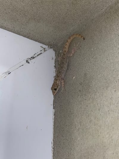 A gecko is clinging to a textured concrete wall at a corner formed by the wall and a white painted surface. The gecko is light brown with darker speckles and has its tail curled upwards. Its head is turned towards the left, and its eye is visible. The wall has a rough, granular texture, while the white surface appears smoother, with some chipped paint along the edge. The image was taken in Krichim, Bulgaria.