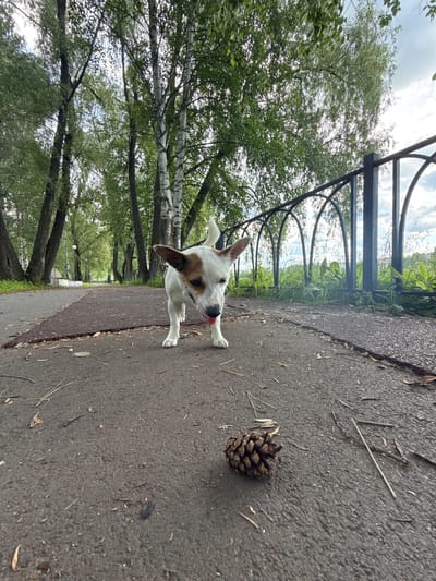 This is a low-angle, eye-level shot of a small dog, likely a Jack Russell Terrier mix, walking on a paved path in a park. The dog is white with brown markings on its head and ears, and its tongue is sticking out. It is looking towards the camera. A pine cone lies on the path to the right of the dog.

The setting is a park with lush green trees on the left side of the frame. A black metal fence runs along the edge of the path, separating it from the trees and grass. The path appears to be made of asphalt and has some cracks. In the background, the path curves into the distance, lined with more trees and glimpses of grass and sky. The sky is cloudy, suggesting overcast weather. The lighting indicates it is daytime, likely afternoon.

The image appears to have been taken in Lysva, Russia, based on the provided location context. There is no visible text in the image. The overall mood is casual and playful, focused on the dog's interaction with its environment.