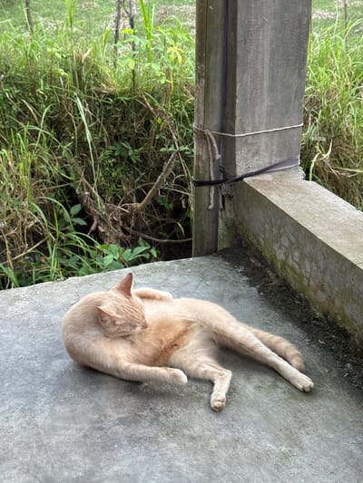 A light orange cat is lying on its back on a concrete surface, grooming itself. The cat is the main subject of the image. It is curled up with its hind legs in the air and one paw touching its face. The concrete surface appears to be outdoors, possibly a patio or walkway. To the left of the concrete, there is overgrown green grass and some dry branches, suggesting a natural or wilder environment. A concrete pillar or wall, possibly part of a structure, is visible on the left side of the image, with some twine and a dark strap wrapped around it. The lighting suggests it is daytime, and the scene appears to be peaceful and relaxed. There is no visible text in the image.