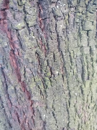 The image shows the rough, textured bark of a tree. The bark has deep ridges and crevices, with colors ranging from dark gray and brown to tinges of red. Some areas show a greenish hue, likely from moss or lichen growth. The overall impression is of a mature, weathered tree trunk, with its bark displaying the effects of age and environmental exposure. The texture suggests a coarse and uneven surface.