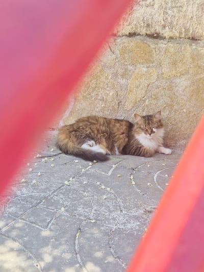 A medium-haired cat with brown, white, and black markings is sleeping on a gray paved surface in front of a textured stone wall. The cat is curled up with its eyes closed, resting its head on its paws. Small, pale yellow flower petals are scattered on the pavement around the cat. The scene is partially framed by a blurred, bright red object in the foreground, obscuring parts of the image. The context suggests an outdoor setting in Leporano, Italy, likely a public space or courtyard, given the paved ground and stone wall construction.