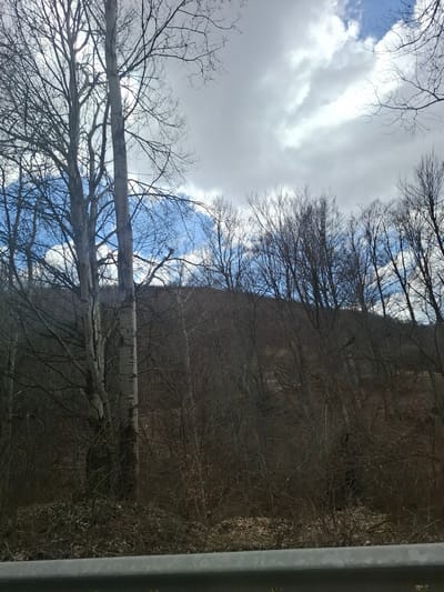 The image depicts a view upwards through bare tree branches towards a sky with scattered clouds, potentially in or near Gintsi, Bulgaria. The right side of the image features a dense forest area with leafless trees, giving a winter or early spring appearance. A gray vertical object, possibly a railing or post, is present on the right edge of the image. The sky contains patches of blue visible through the clouds. Some trees lie horizontally across the image with their white bark and detailed branching structure adding to the complexity. The image is taken from a low angle, emphasizing the height of the trees. There are no people visible.