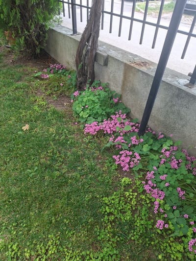 A medium shot captures a low-lying garden area adjacent to a concrete border and a black metal fence. The foreground is dominated by a lush green lawn, interspersed with small clusters of clover-like green plants and a single fallen, dry, brown leaf. To the right, bordering the concrete, is a dense patch of vibrant green foliage adorned with numerous small, delicate pink flowers. This flowering plant, likely a type of oxalis, carpets the ground and climbs slightly up the concrete wall. A thick, gnarled, dry tree trunk is positioned centrally, leaning against the concrete border and partially obscuring the view of the fence. The concrete border itself appears weathered, with some staining and chipping. Behind the border, a black metal fence with vertical bars is visible, with a street and buildings in the background. A license plate is partially visible on a vehicle in the far background, reading "B 1353 TP". The scene appears to be an outdoor environment, possibly a residential or public garden space in Aksakovo, Bulgaria, judging by the license plate format. No people are present in the image.