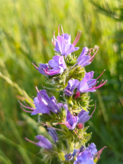 In Pidluky, Ukraine, a close-up, vertically oriented photograph captures a vibrant cluster of purple Viper's Bugloss flowers against a softly blurred green background of grass. The focus is on the intricate details of the flowers, showcasing their delicate petals, prominent stamens with pink anthers, and fuzzy green sepals. Sunlight illuminates the scene, highlighting the textures and colors of the flora. The environment suggests an outdoor natural setting, possibly a meadow or field. There are no people or animals visible in the image.