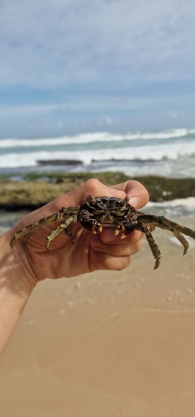 A hand holds a small crab on a sandy beach in Midigama, Sri Lanka. The crab, with its dark, speckled shell and prominent eyes on stalks, is positioned centrally in the frame. Its legs are splayed outwards. The background features the ocean with gentle waves breaking on a rocky shoreline under a partly cloudy sky. The sand in the foreground is light brown. The image captures a moment of interaction with marine life in a coastal environment.