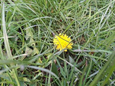 This close-up photograph showcases a vibrant yellow dandelion flower, *Taraxacum officinale*, blooming amidst a dense field of various green grasses and foliage. The bright, multifloral head of the dandelion is positioned towards the center of the frame, its vivid hue standing out against the backdrop of natural greenery.

Numerous long, slender blades of grass crisscross the frame, some appearing out of focus in the immediate foreground, contributing to a sense of depth and a natural, untamed environment. Scattered throughout the lush vegetation are several dandelion buds, in different stages of development, indicating a thriving patch of the plant. Some buds are tightly closed, while others are partially open, visible particularly in the lower right portion of the image and in the cropped sections. The foliage surrounding the main flower also includes broader, dark green leaves, likely belonging to the dandelion plant itself or other ground cover.

The lighting appears soft and diffused, characteristic of daytime, possibly under an overcast sky or in the early morning or late afternoon, as there are no stark shadows. The overall impression is one of natural tranquility and growth. The scene depicts a natural landscape, likely a garden, lawn, or meadow in Zverino, Bulgaria. No human presence or discernible text is visible in the image.