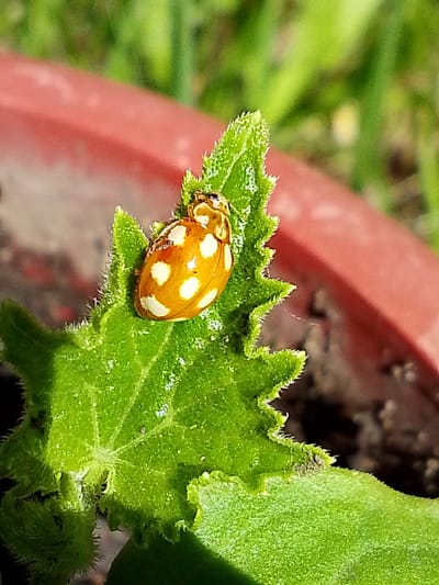 A close-up, eye-level shot captures a light orange ladybug with white spots resting on a textured green leaf. The ladybug is positioned on the upper portion of the leaf, which has serrated edges and appears to be part of a plant growing in a reddish-brown pot. The background consists of blurry green foliage and the rim of the pot. The image appears to be taken outdoors, possibly in a garden or potted plant setting, in a location such as 1-Go Maya, Russia, indicated by the provided metadata.