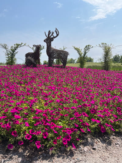 A low-angle, full outdoor shot showcases a vibrant flowerbed overflowing with bright magenta petunias under a clear blue sky with scattered white clouds. Two woven sculptures, one depicting a deer with antlers and another a smaller deer, are centrally positioned within the flowers. In the background, a gentle grassy slope rises, dotted with trees and arched structures, suggesting a park or garden setting. The foreground consists of rough gravel and soil. The image was taken in Severynivka, Ukraine.