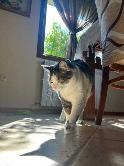 A tabby and white cat walks across a tiled floor in a room, illuminated by sunlight streaming through a window. The cat is in motion, with its right front paw extended forward. The sunlight casts strong shadows and highlights on the floor, creating a dappled effect. In the background, a radiator is visible against a wall. A green pet bowl is on the floor to the left. The room appears to be a dining area, with a table and chair to the right, partially obscured by a patterned cloth. The window shows green foliage outside. The overall scene suggests a domestic indoor environment. This location is in Polenitsa, Bulgaria.