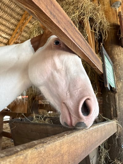 A forensic close-up image depicts the head of a horse inside a stable, likely located in the city of Quimbaya, Colombia. The horse exhibits a white coat with a distinct brown patch on the top of its head, extending above and slightly behind its visible blue left eye. Its muzzle is light pinkish-white, featuring two dark, irregular patches around each nostril. The horse's nose is resting on a prominent horizontal wooden beam that traverses the lower-middle of the frame. Above the beam, a second, thicker wooden beam is visible, partially obscuring the horse's upper face. In the background, bundles of hay or straw are stacked against a wooden wall. A dark-framed, green chalkboard or sign with light writing is partially visible hanging on the right side of the wooden wall. A thatched roof structure is visible in the upper left background, and a wooden trough filled with hay can be partially seen in the lower-left. The lighting is bright, suggesting natural light from an opening or daylight conditions.
