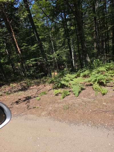 This image shows a wooded area with tall trees and lush green ferns. A dirt road is visible in the foreground, with some gravel on the side. The sun is shining, casting shadows through the trees. The scene appears to be in a natural, undeveloped setting, and could potentially be located in the vicinity of Dedovo, Bulgaria, given the mention of that location. There are no people or animals visible in the image.