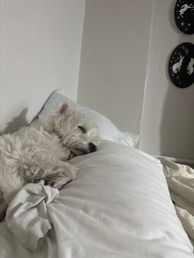 A white West Highland White Terrier-type dog is depicted sleeping peacefully on a white pillow in a bed. The dog is positioned on its right side, curled, with its eyes closed and its head resting on the pillow. Its white, shaggy fur is visible, showing some texture and light shadows. The pillow and bed sheets are white, exhibiting various folds and wrinkles. In the background, a plain white wall is visible. On the upper right section of the wall, two dark, circular decorative plaques with white stylized rabbit or hare figures are mounted vertically. The upper plaque shows a single rabbit in a leaping posture amidst stars, and the lower plaque depicts two rabbits gazing upwards at a shooting star, also surrounded by stars. Soft, indirect lighting illuminates the scene, casting subtle shadows on the wall to the left of the dog. The overall setting is an interior bedroom, within the city of Vniissok, Russia.