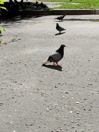 A flock of pigeons are gathered on an asphalt surface in the city of Kimry, Russia. The pigeons are of varying shades of grey and black, with some having white markings. In the background, a patch of green grass and a curb are visible. The asphalt is somewhat rough and appears to have small stones embedded in it. Shadows are cast on the ground, indicating a sunny day.