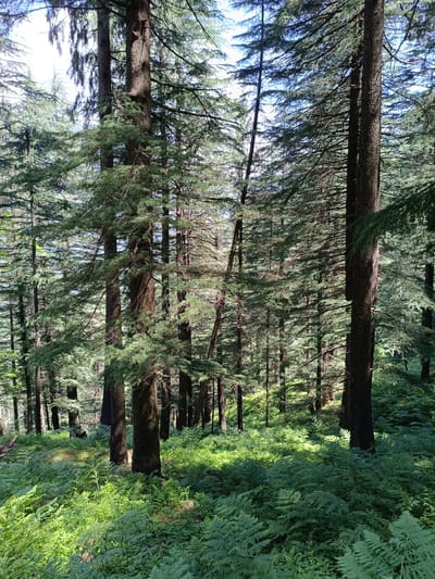 The image depicts a dense forest scene with tall evergreen trees and a thick undergrowth of ferns. The trees are closely spaced, with their trunks rising high into the canopy. Sunlight filters through the branches, casting dappled shadows on the forest floor, which is covered in lush green ferns. The overall impression is one of a wild and natural environment. The location is identified as Sarsai, India. There are no people or animals visible in the image. The scene appears to be a natural landscape, possibly a hiking trail or a protected forest area.