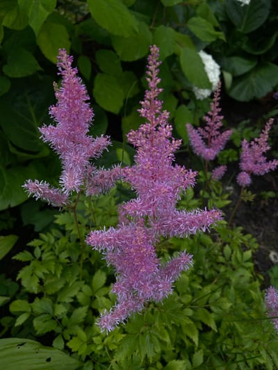 A cluster of feathery pink Astilbe flowers dominates the foreground of this medium-shot image. The flowers, arranged in tall, conical plumes with delicate, thread-like petals, are a vibrant shade of pink with lighter tips. They are interspersed with numerous smaller, tightly packed buds at the top of each spike. The foliage surrounding the flowers is a lush, deep green, with some leaves appearing broad and others more finely divided. In the background, a blurred mass of white flowers, possibly hydrangeas, peeks through the greenery, along with more dark green leaves and hints of dark soil. The overall impression is one of a well-maintained garden, likely during the summer blooming season. The image does not contain any people, animals, or man-made structures, and there is no context suggesting a specific location within the city of Mayaki, Russia.