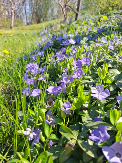 A dense groundcover of periwinkle flowers is in full bloom, with clusters of vibrant purple flowers interspersed among glossy green leaves. The plants form a dense mat along what appears to be a yard or garden edge. In the background, there is a blurred view of trees and sky. The lighting suggests a sunny day. The location, Khlevnoye, Russia, is unlikely to be confirmed from the image content alone.