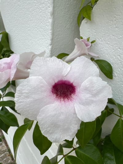 A close-up shot focuses on a delicate white flower with a vibrant pink center. The flower's petals are soft and slightly ruffled, with a fuzzy texture. The bloom is surrounded by lush green leaves and a climbing vine. In the background, a textured white wall provides a stark contrast to the natural elements. The lighting suggests it is daytime, possibly with bright sunlight, as indicated by the shadows and the overall clarity of the image. The scene appears to be outdoors, given the presence of foliage and the natural light. There are no people or visible text in the image. The overall mood is serene and natural.