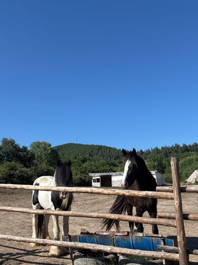 This image, taken in Dabnitsa, Bulgaria, shows two horses in a fenced enclosure on a sunny day. The sky is a clear, deep blue, suggesting it's likely midday. The enclosure is made of rough-hewn wooden posts and rails, with dirt ground within.
To the right of the frame, a large blue barrel and a tire are visible. Behind the fence and the horses, there's a building with a white exterior and a wooden roof, and further back, a dense forest covers a hillside. A distant cell tower can be seen on the horizon above the treeline.
One horse, predominantly black with a white blaze on its face, is partially visible, peeking over the fence. The other horse is piebald, with large patches of black and white. Its mane is black and shaggy, and its tail is also black. The piebald horse stands with its hindquarters to the viewer, its legs visible through the fence. The overall scene suggests a rural setting, possibly a farm or ranch, where the horses are kept. No people are visible in the image. There is no visible text.