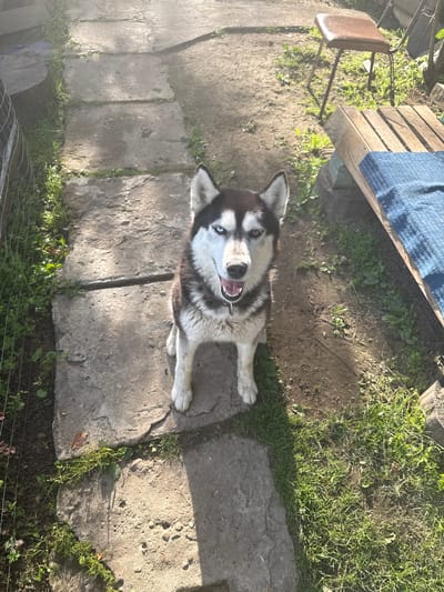 This media file depicts a husky dog lying on a stone pathway in an outdoor setting. The dog, facing upwards towards the camera, has striking blue eyes and a black and white coat. Its mouth is open, appearing to pant or smile, and a dark collar is visible around its neck. The dog is positioned on a path made of large, irregularly shaped stone slabs, with patches of green grass and dirt visible between and around them.

In the background, to the left, a simple brown chair with metal legs stands near a wooden structure composed of planks, partially covered by a blue fabric. The ground appears to be a mix of dirt and grass, with some scattered leaves. Sunlight casts strong shadows, indicating a sunny day, likely in the late morning or afternoon. The overall scene suggests a casual, possibly domestic, outdoor environment. No visible text is present in the image. The location context of Velino, Russia, adds a regional element to the setting.