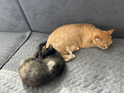 Two cats are sleeping on a gray sofa. One cat is a ginger tabby and is curled on its side, its head resting on its paws. The other cat is a tortoiseshell and is curled into a tight ball. The sofa has a textured surface. The image appears to be taken indoors. The location is not specified in the image or provided information.