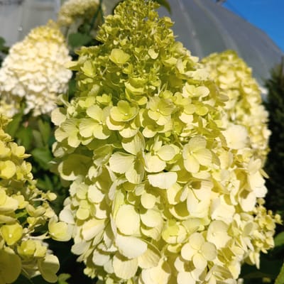 A close-up photograph captures a cluster of light green hydrangeas in bloom. The flowers are densely packed, with many individual florets forming a large, conical inflorescence. The petals are delicate and slightly translucent, allowing light to filter through. The background is softly blurred, with hints of other hydrangeas in white and green, green foliage, a clear blue sky, and a partially visible white structure, possibly a greenhouse or tent. The lighting suggests a sunny day, casting subtle shadows among the petals. The image does not provide any information about the city of Kalitino, Russia.
