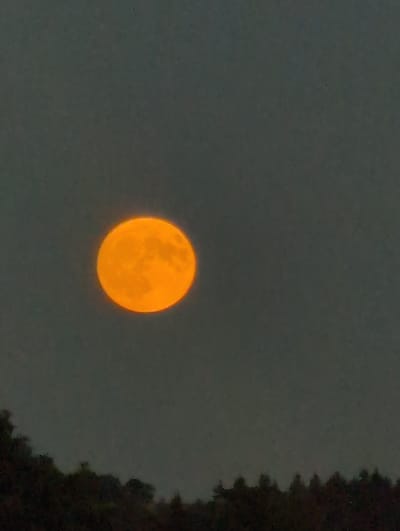 A full, bright orange moon is positioned in the upper left quadrant of the image against a dark, overcast sky. The moon has a textured surface, suggesting visible craters or markings. In the lower portion of the image, a silhouetted line of dark green trees forms a distinct horizon against the muted sky. The overall scene suggests a nighttime or twilight setting, possibly in a rural or wooded area, consistent with a location like St. Märgen, Germany. There are no people or discernible actions taking place. The image is a still shot, capturing a natural celestial event.