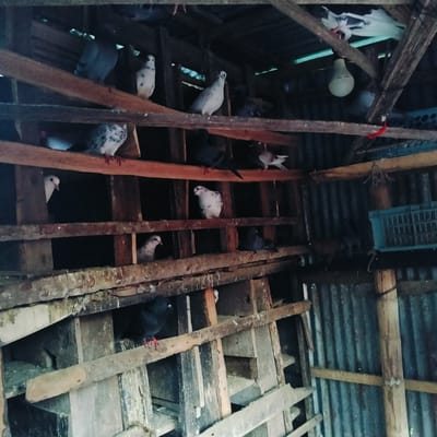 The image shows the interior of a pigeon coop in Lalmohan, Bangladesh. The structure is made of corrugated metal sheets for the walls and roof, with wooden planks and beams forming the interior nesting spaces for the pigeons. Several pigeons of varying colors (grey, white, black, and speckled) are perched on the different levels of the wooden structure. An unlit light bulb hangs from the ceiling. A blue crate is visible on the right side of the frame. The wood is weathered and appears worn.
