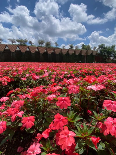 A low-angle, full shot depicts an expansive field of vibrant pink impatiens flowers stretching towards a distinctive architectural structure in the background, located in Cam Ly, Đà Lạt, Vietnam. The sky above is a bright blue, adorned with fluffy white cumulus clouds. The architectural structure features a repeating pattern of triangular, terracotta-colored roof segments supported by dark pillars, forming a visually striking facade. Green foliage and scattered trees are visible behind this structure, further up the gentle slope. The foreground is dominated by the densely packed impatiens, their bright pink petals creating a sea of color. The flowers are in full bloom, with some buds also visible, showcasing lush green leaves and slender stems. The lighting suggests a bright, sunny day, casting subtle shadows on the petals and the ground. No people are visible in the scene.