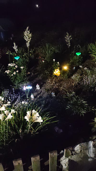 A nighttime outdoor scene in Zhytomyr, Ukraine, features a garden illuminated by various decorative lights. In the foreground, tall white lilies with broad green leaves are prominent, with a rustic wooden fence visible at the very bottom edge of the frame. Behind the lilies, a cluster of smaller, delicate purple flowers adds texture.
Further into the garden, several solar-powered lights are placed amongst the plants. One light emits a bright green glow, shaped like a leaf. Another set of lights, clustered together, display a rainbow of colors. A single yellow sunflower-like decoration is lit with a warm yellow light.
Small garden gnome figurines are strategically placed on the dark soil. Three gnomes are visible: one with a red hat, and two others with lighter colored hats and beards.
In the upper portion of the image, a tall, spiky white flower stalk stands out against the dark sky, with a smaller version of the same plant to its left. A faint, distant full moon is visible in the upper left corner of the dark sky. The overall impression is a well-maintained garden, enhanced with whimsical lighting for evening viewing.