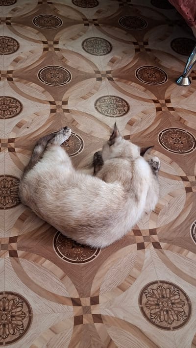 A cat is curled up on a floor with a patterned design in Novoilinsky, Russia. The cat is a Siamese or similar breed, with light cream-colored fur, darker points on its ears and tail, and greyish paws. It is lying on its side, with its body curved in a semicircle, its head tucked into its body, and its paws resting on its face. The floor is made of wooden tiles with a geometric pattern of circles and squares in shades of brown and beige. In the background, the leg of a metallic furniture item and a glimpse of a red fabric are visible. The lighting suggests an indoor environment.
