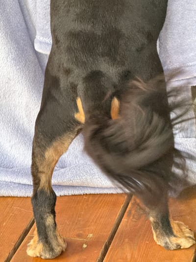 The image shows the hindquarters and tail of a black and tan dog, lying on a light blue, fuzzy blanket. The dog's fur is primarily black with tan markings on its legs and hindquarters. The tail is blurred due to motion, indicating it is wagging. The dog is positioned on a wooden surface, likely a deck or floor, which is made of reddish-brown planks. The background consists of the blue blanket and the wooden surface. There are no people or other animals visible in the image. The lighting suggests it is daytime, with some shadows present on the wooden surface. The location in the city of Andriankovo, Russia, is not discernible from the visual elements present in the image.