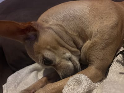 A tan, short-haired dog rests its head on a white towel. The dog's left ear is visible and erect. The dog is lying on what appears to be a dark gray couch.