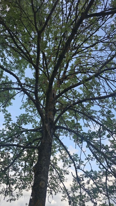 This is a low-angle shot looking up into the canopy of a large tree in Schleiz, Germany. The tree has a thick, textured trunk and numerous branches covered in small, green leaves. The sky is visible through the branches, with patches of blue sky and scattered white clouds. Some small, dark seed pods hang from the branches. The foreground of the image shows the bottom of the tree trunk, and a faint watermark indicates it was taken with a "Galaxy S23 Ultra". The scene appears to be outdoors, with no people or other objects clearly visible in the immediate vicinity of the tree.