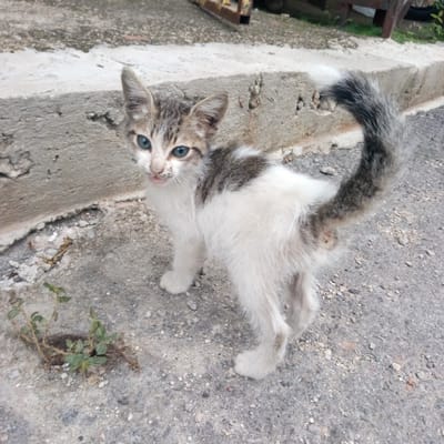 A small, scruffy kitten with white fur and tabby (grey and brown striped) markings stands on a textured concrete or asphalt surface in El Limon, Venezuela. The kitten has striking bright blue eyes and a small, slightly open pink mouth, revealing a glimpse of its tongue, suggesting it might be meowing or panting. Its fur appears somewhat disheveled.
In the foreground, to the left of the kitten's front paws, a small cluster of green weeds grows out of a crack in the ground. A weathered, light grey concrete curb or step runs horizontally behind the kitten. The background is blurred, showing indistinct structures, possibly a wall with some darker elements and sparse greenery, indicating an outdoor, possibly urban or semi-urban setting.
The kitten is looking directly towards the viewer, appearing curious and engaged. The bright, even lighting suggests it is daytime. No visible text is present in the image.