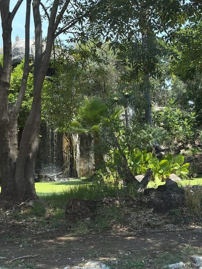 The image shows a waterfall cascading over a stone wall in a lush, green environment, likely a park or garden. A large tree with a thick trunk and branches dominates the foreground, partially obscuring the view of the waterfall. The ground is covered in dirt and fallen leaves. The location is San Pedro Zacachimalpa, Mexico, based on the image's source.