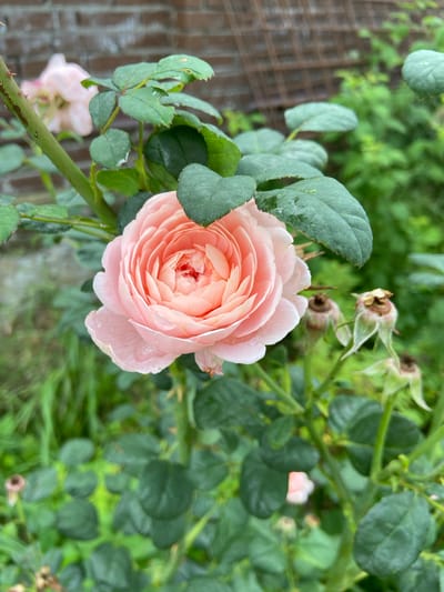 A close-up, vertical, eye-level shot captures a blooming pink rose with water droplets on its petals, set against a backdrop of lush green foliage and a blurred brick wall. The rose, in the foreground, is densely packed with delicate petals, showcasing a soft, peachy-pink hue. The stem, adorned with sharp thorns, is visible on the left side of the frame, supporting the main bloom and other leaves. Several seed pods, faded and dried, hang from the stem to the right of the rose, hinting at the life cycle of the plant. The background is a tapestry of varying shades of green, with some areas in sharp focus and others softly blurred, suggesting a garden environment. A rustic brick wall is visible in the upper left corner, partially obscured by the rose's foliage. The scene appears to be in an outdoor setting, possibly a garden in Meshcherskoye, Russia.