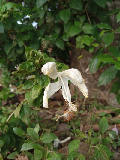 In Cotpuuk, Indonesia, a single white hibiscus flower, beginning to wilt and brown at the edges, is captured in a close-up shot. The flower is centered against a blurred background of lush green foliage and the rough texture of a tree trunk. The foreground is a mix of dry leaves and green ground cover, with several thin, wispy tendrils of grass adding a delicate detail to the scene. The lighting suggests it is daytime, with soft illumination highlighting the delicate petals of the flower.