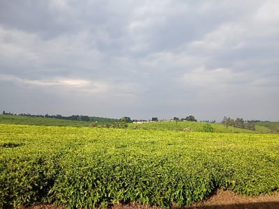 The image displays a panoramic view of a tea plantation in Limuru East ward, Kenya, under a predominantly overcast sky. The foreground features dense, vibrant green tea bushes arranged in cultivated rows, with a narrow strip of reddish-brown soil visible along the bottom edge. These tea fields extend across rolling hills into the midground. Scattered trees, including some taller, slender varieties, are visible on distant rises. Towards the right side of the midground, a cluster of indistinct light-colored structures, possibly buildings, can be observed on a distant hill. The background consists of a low, green horizon line meeting a vast, gray, cloudy sky, with a localized brighter patch of light breaking through the clouds on the left. No individuals or animals are present, and no direct actions or interactions are depicted in the scene.