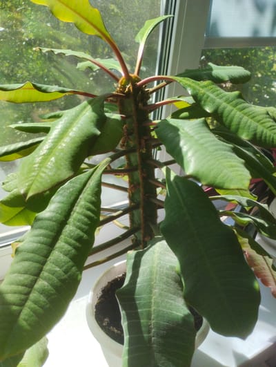 A potted plant with green, elongated leaves and a thick, segmented stem with small thorns sits on a windowsill. The plant is bathed in sunlight, casting shadows. Through the window, blurred greenery and a white window frame are visible. The location is Rechytsa, Belarus.