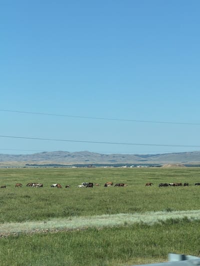 A wide, horizontal shot captures a serene rural landscape under a clear, pale blue sky. In the foreground, a vast, green field stretches out, dotted with various breeds of horses grazing peacefully. Some horses are brown, others white and brown, and some are dark brown or black. They are scattered across the field, some in small groups, others alone. In the mid-ground, a line of low, rolling hills recedes into the distance, their slopes covered in sparse vegetation and appearing dusty. A faint haze hangs over the landscape, softening the distant features. A few small, scattered buildings, likely farmhouses or outbuildings, are visible near the base of the hills, suggesting human habitation in this otherwise wild expanse. Several power lines are strung across the sky, crossing the frame horizontally, a subtle reminder of human infrastructure in this natural setting. The overall impression is one of open space and tranquility, typical of the steppes of Ereymentaw, Kazakhstan.