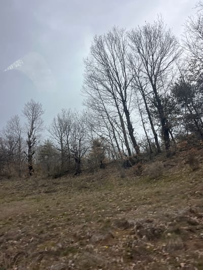 The image displays an outdoor, natural environment located in the city of Churka, Bulgaria. The scene captures a sloped terrain covered by dry, brown and dull green ground vegetation, interspersed with fallen leaves. Numerous deciduous trees with bare branches, indicative of late autumn, winter, or early spring, dominate the upper portion of the frame. Several evergreen conifer trees are also present, primarily towards the right side of the image. The sky is uniformly overcast and light grey, providing diffused natural illumination. A distinct, partial reflection, consistent with a vehicle window, is visible in the upper left quadrant of the frame. No individuals, animals, specific human actions, or artificial structures are discernible within the scene.
