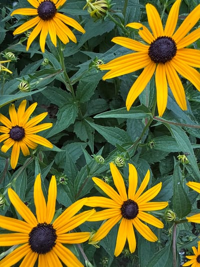 This is a close-up, overhead, daylight shot of several Black-Eyed Susans (Rudbeckia hirta) in bloom, surrounded by their dark green foliage. The flowers are a vibrant yellow with dark brown to black centers. Several buds are also visible among the leaves, some of which are unfurling. The scene appears to be in a garden or natural setting, likely outdoors. There are no people or man-made structures immediately visible in the frame. The image does not provide information about its location within Fairview Township, United States of America.