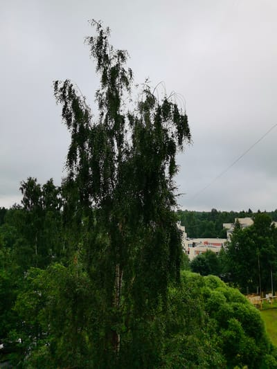 The image depicts a residential area in Zelenogorsk, Russia, characterized by a cloudy sky and lush green vegetation. A prominent birch tree with delicate, drooping branches dominates the foreground. Beyond the trees, several multi-story apartment buildings are visible, with light-colored facades and red accents. The buildings are surrounded by dense green trees, suggesting a well-wooded urban environment. Power lines are strung across the sky, indicating the presence of infrastructure. The overall scene is one of a typical suburban landscape under an overcast sky. There are no people or animals visible in the image.