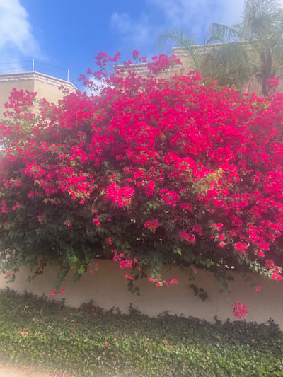 A vibrant bougainvillea bush with bright pink flowers dominates the foreground of this image. The bush is lush and full, cascading over a light-colored, textured wall. Below the wall, a dense green ground cover, possibly ivy, lines the bottom of the frame. In the background, a building with a stone-like facade and palm trees can be seen against a bright blue sky with scattered white clouds. The scene is set in the city of Hof HaCarmel Regional Council, Israel, suggesting a warm, Mediterranean climate. There are no people or animals visible in the frame.