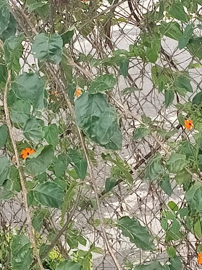 A chain-link fence covered in a climbing plant with green leaves and orange flowers is depicted. The fence is mostly obscured by the dense foliage. The plant has thin, tangled branches woven through the fence. The background is a light gray, possibly a wall or concrete surface. The image is brightly lit.