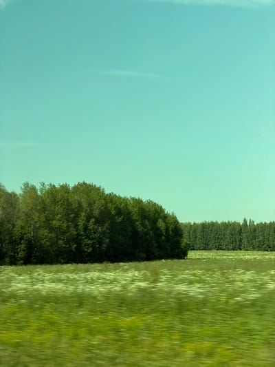 The image depicts a vast, open landscape under a clear, pale cyan sky. In the foreground, a motion-blurred field of green grass, speckled with white wildflowers, stretches horizontally across the frame. Behind this meadow, a dense line of dark green trees forms a natural border. To the left, a cluster of lighter green trees with a more varied texture stands out against the darker treeline. The overall impression is one of a rural or natural environment, possibly observed from a moving vehicle due to the motion blur in the grass. The image is shot with a vertical orientation. There are no people or identifiable structures visible.